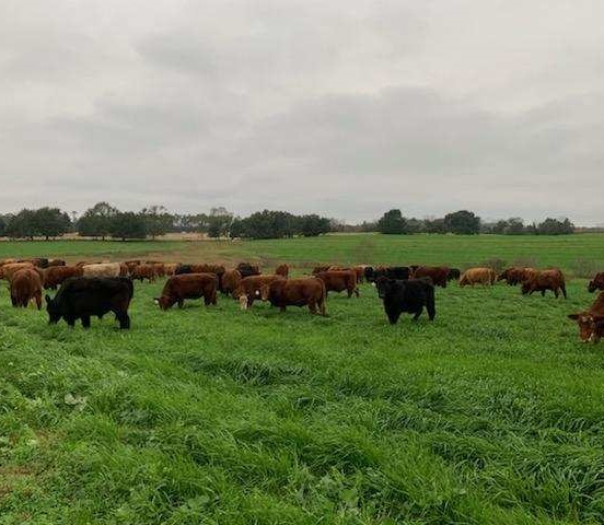 grassfed steak, grassfed beef, grass finished