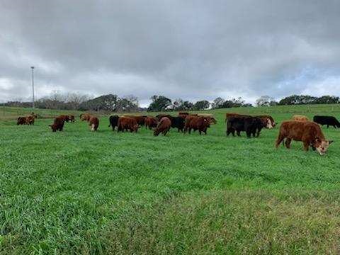 grassfed beef, beef