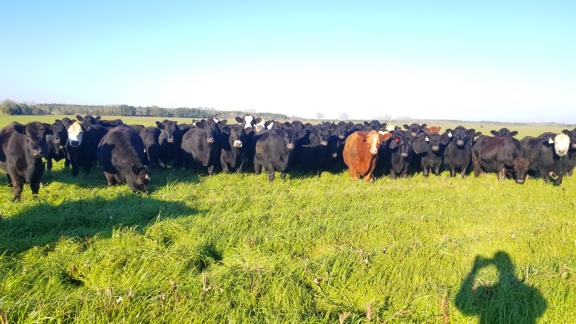 grass-fed steaks, grass-fed beef