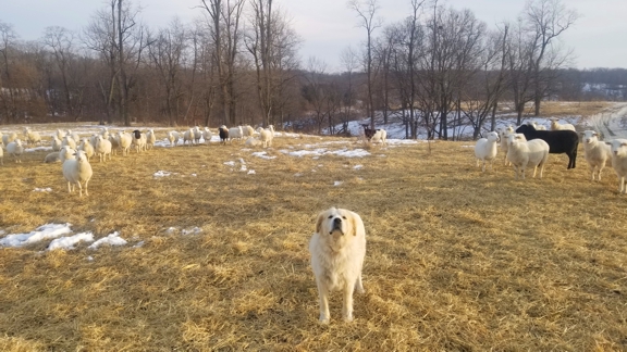 grassfed lamb