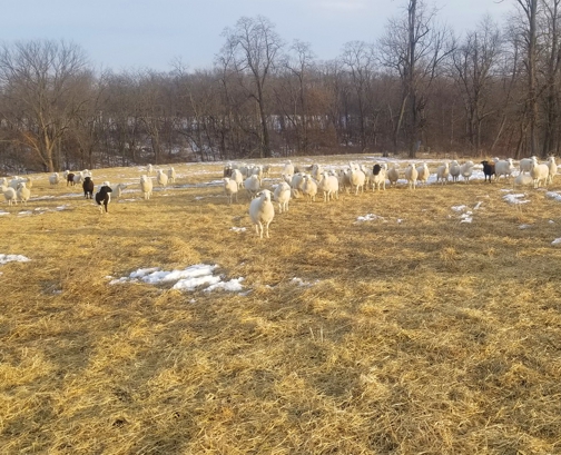 grassfed lamb, lamb chops