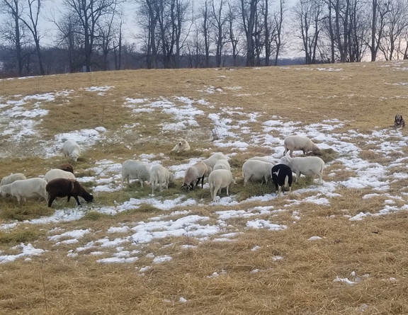 grassfed lamb