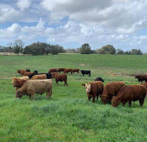 grassfed beef, grass finished