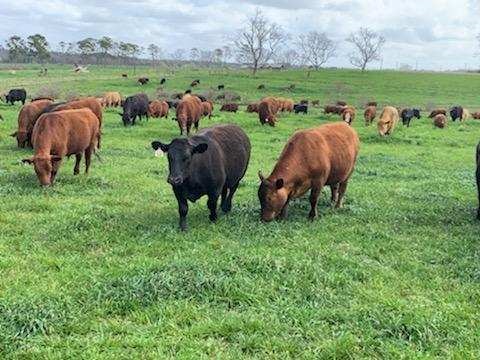 grassfed beef steaks