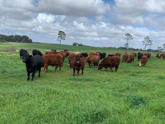 grassfed beef, grassfed steaks