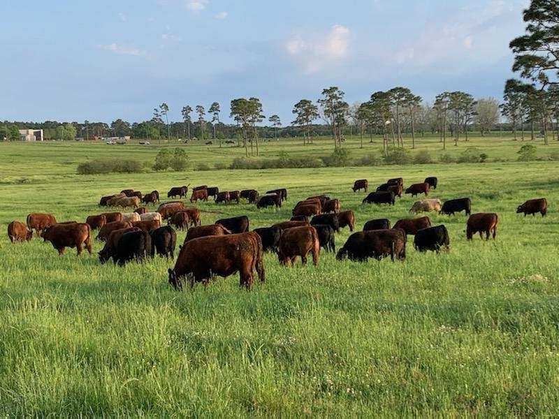 grass-fed steaks, grass-fed beef