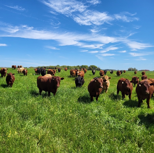 grassfed beef steaks