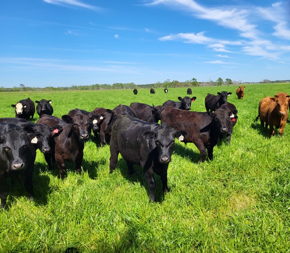 grassfed beef, grassfed steaks