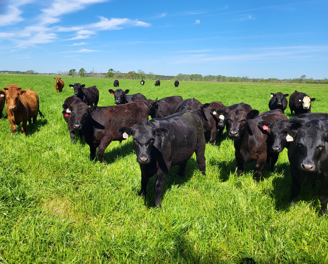 grassfed steak, grassfed beef, grass finished