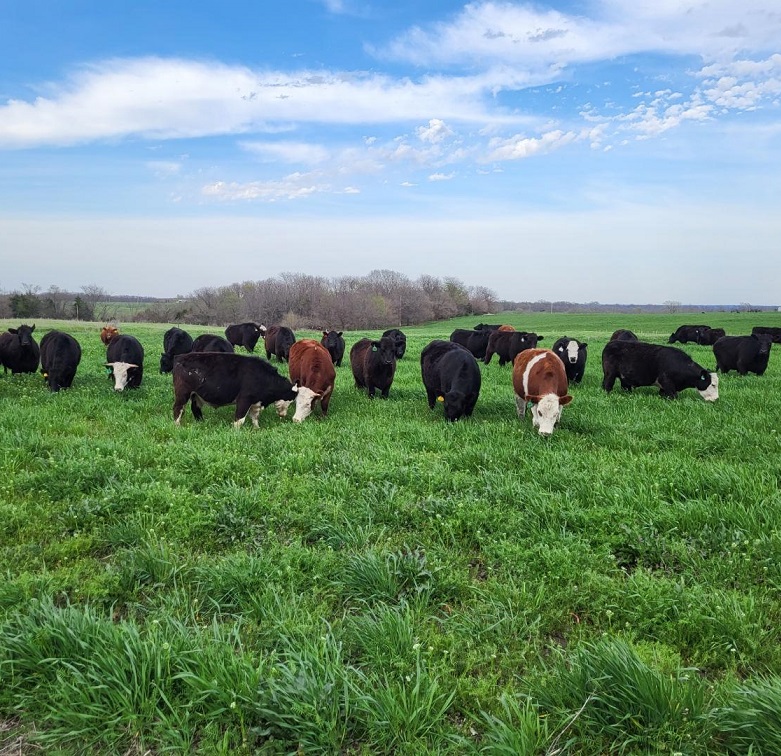 grass-fed steaks, grass-fed beef