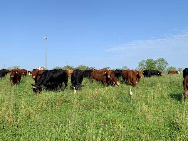 grassfed beef, grass finished, grassfed steaks