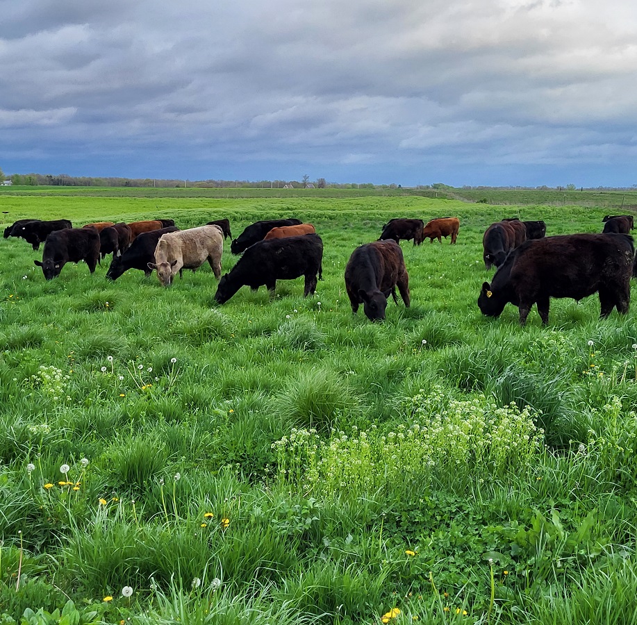 grassfed beef, grassfed steaks