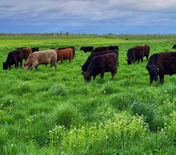 grassfed beef, grassfed steaks