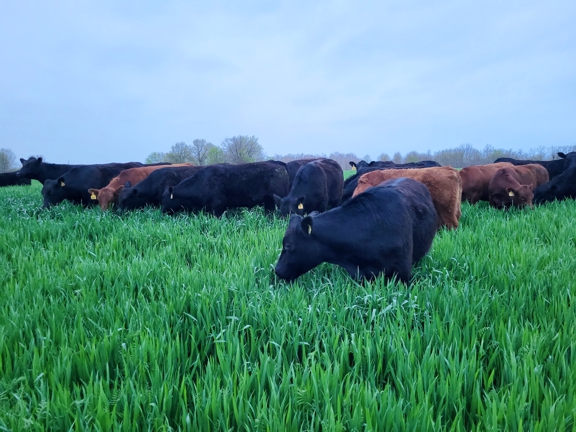 grassfed steak, grassfed beef, grass finished