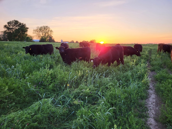 grassfed beef, grassfed steaks