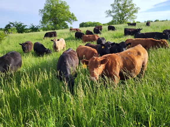 grassfed beef, grass finished, grassfed steaks