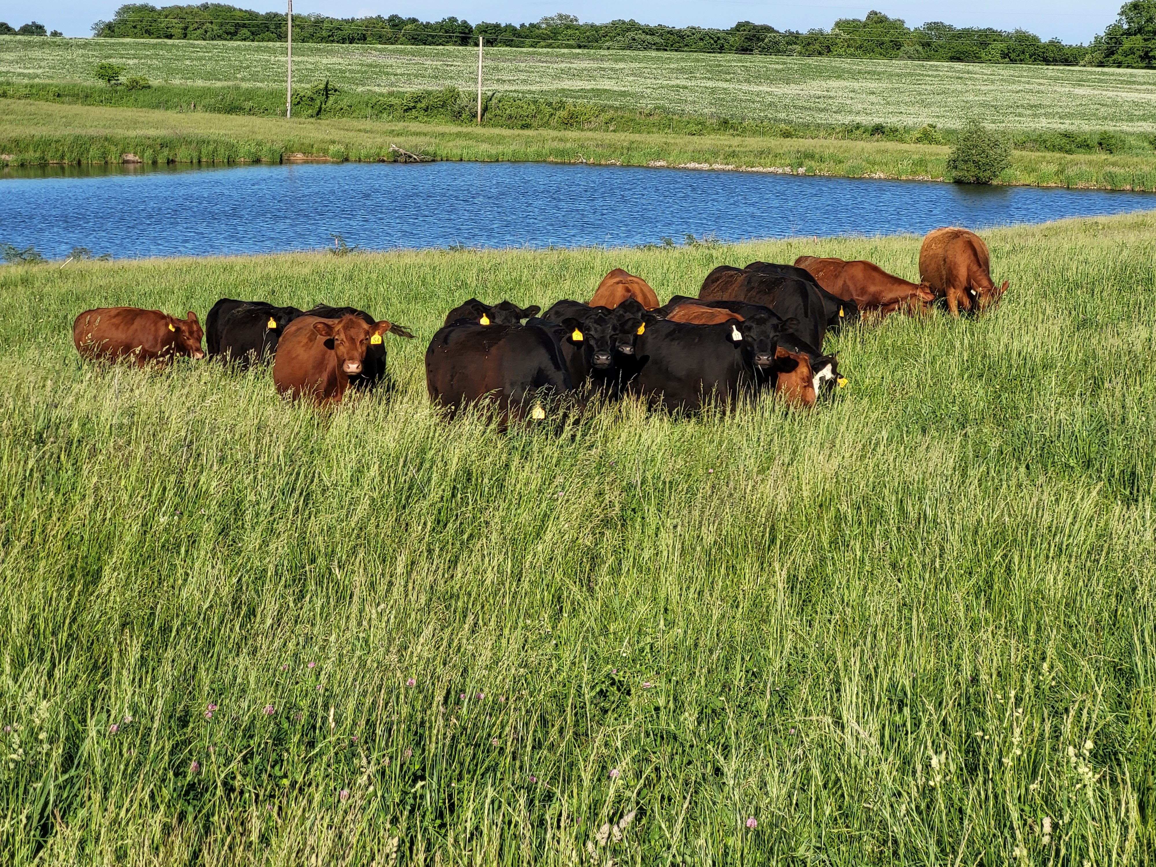 grassfed beef steaks