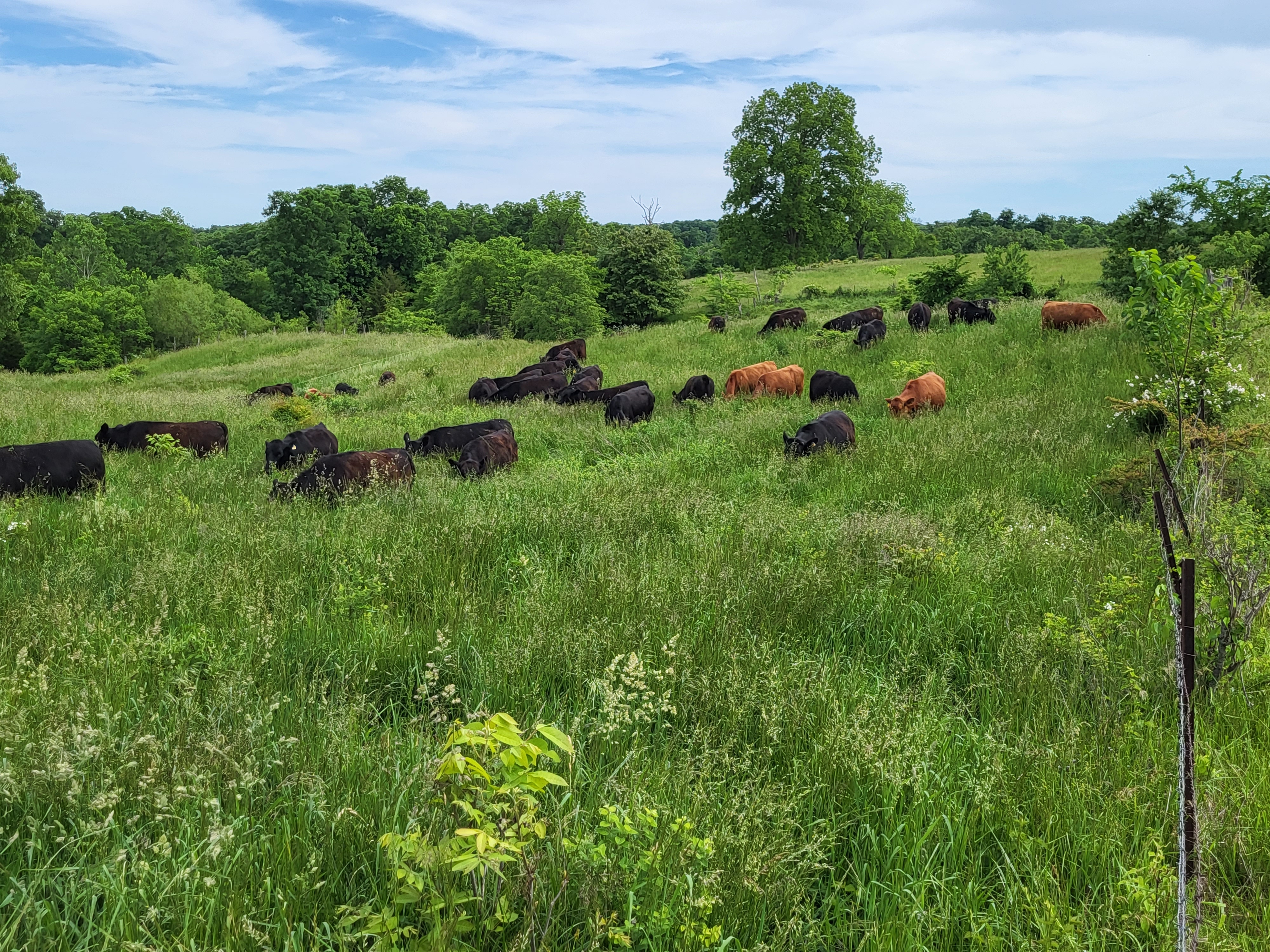 farm, cattle