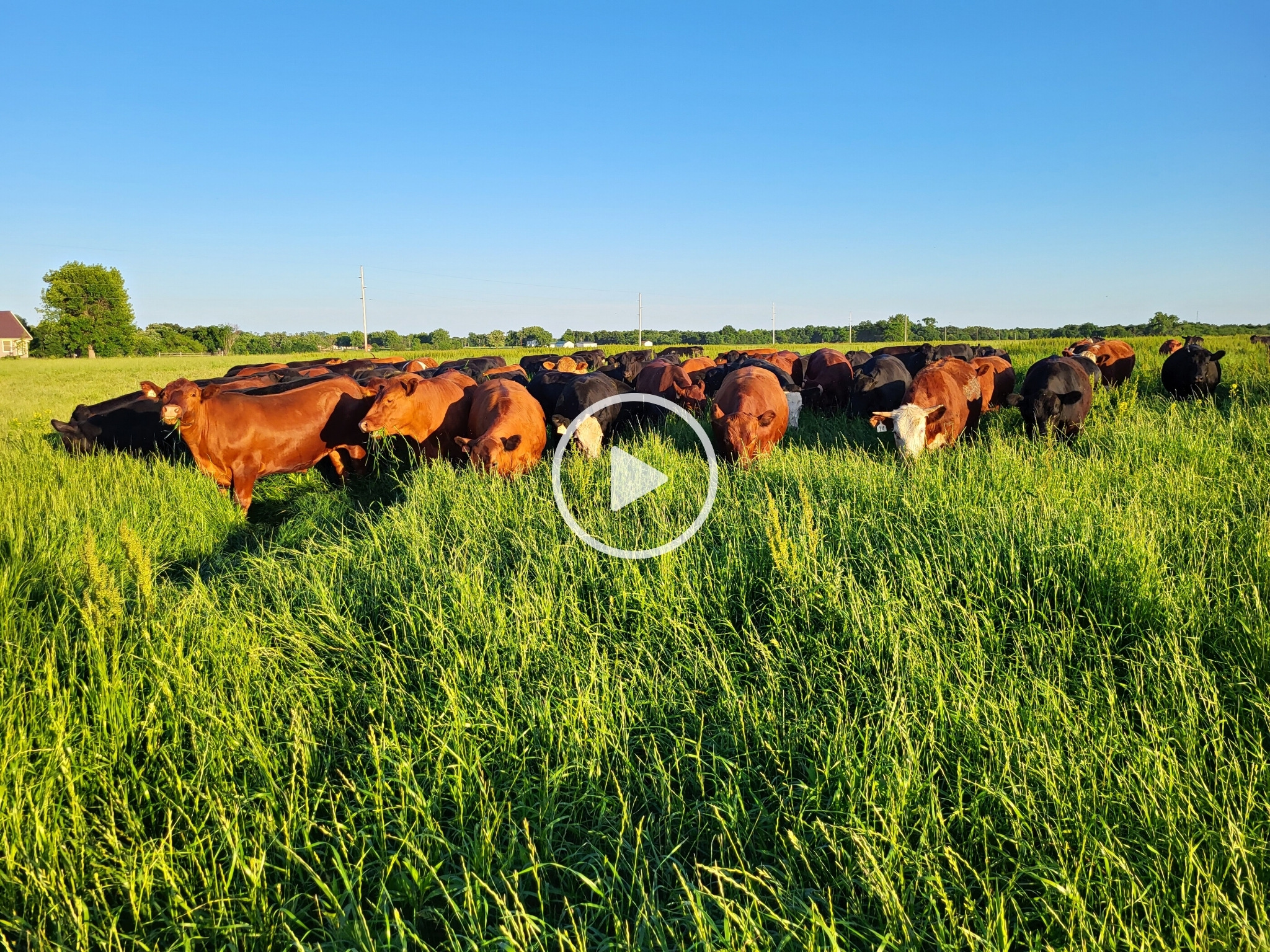 grassfed beef, grassfed steaks