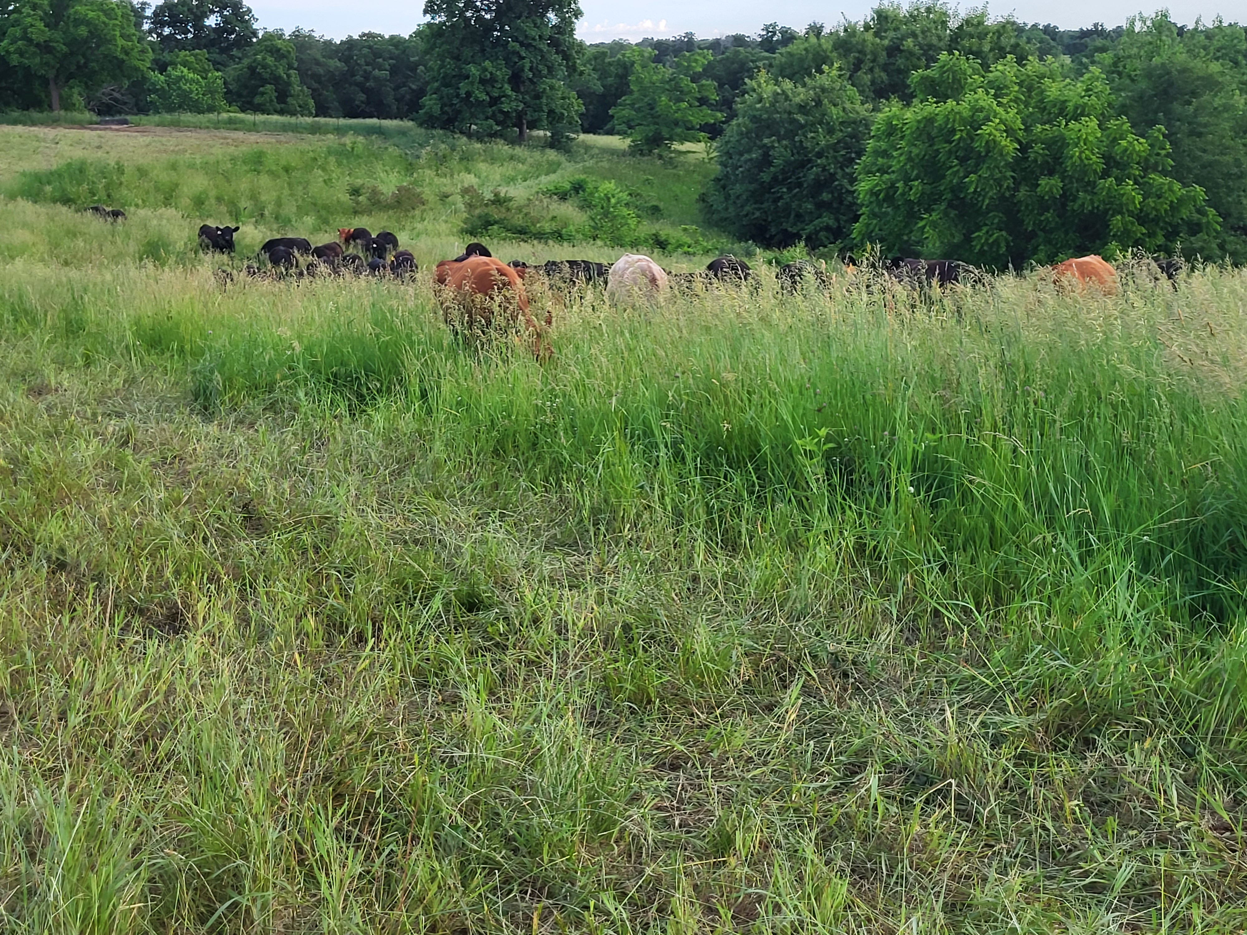 grassfed beef, grassfed steaks