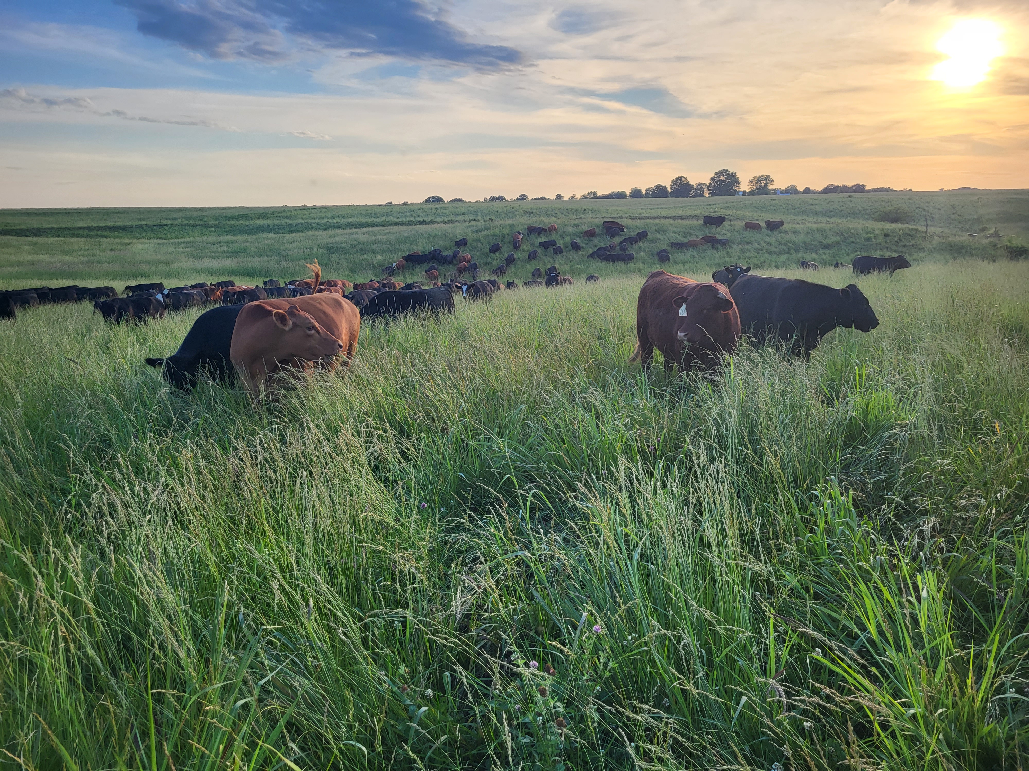 grassfed steak, grassfed beef, grass finished