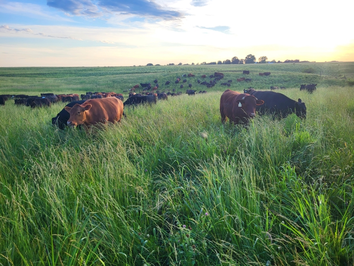 grassfed beef, grassfed steaks