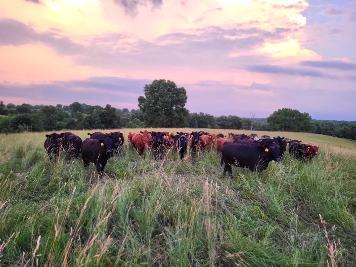 grassfed beef steaks