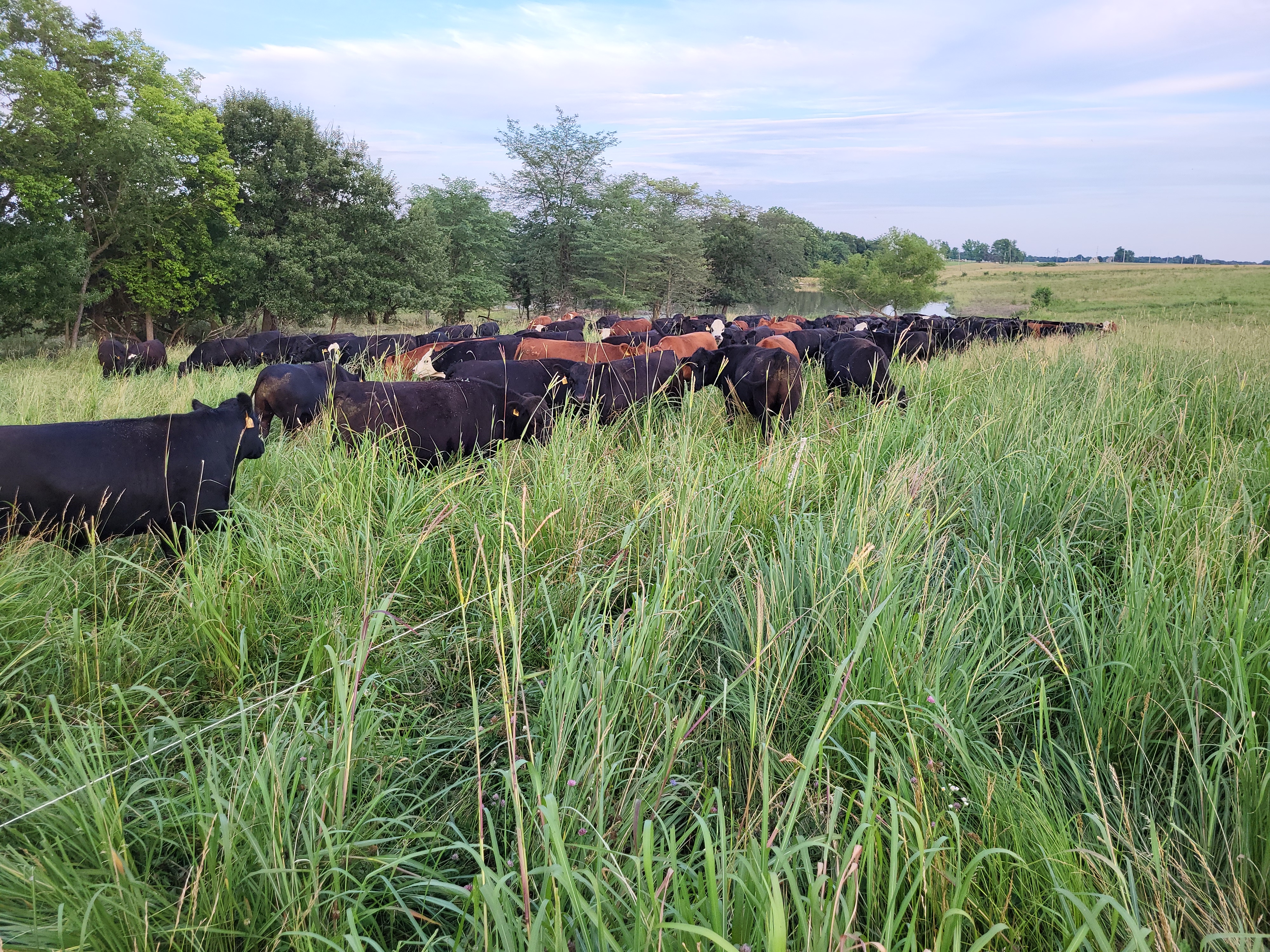 farm, cattle