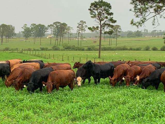 grassfed beef, grassfed steaks