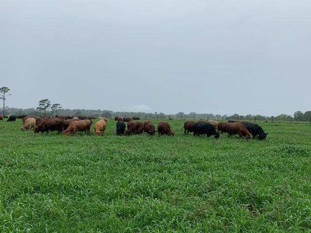 grassfed beef, grassfed steaks