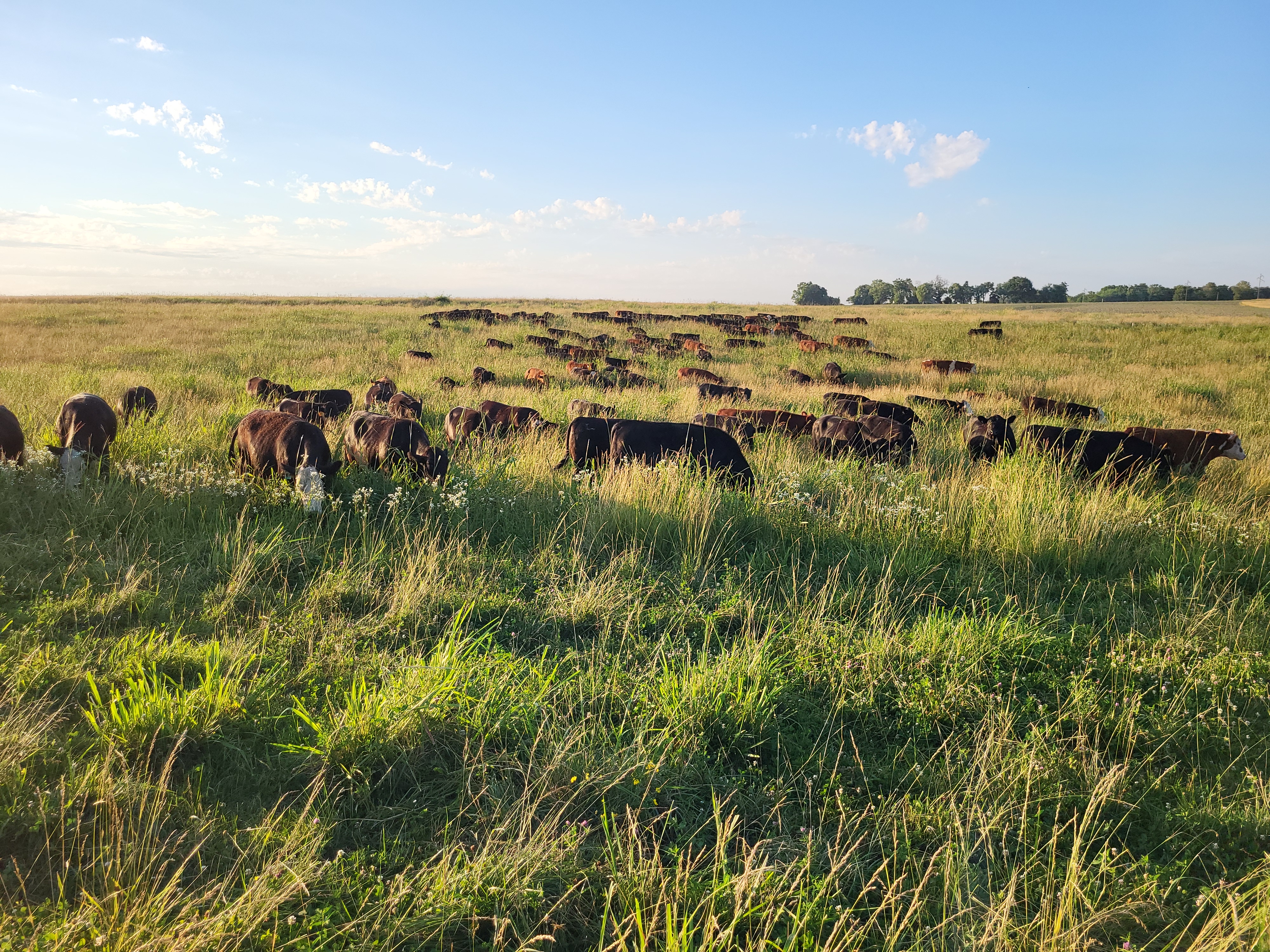 grassfed steak, grassfed beef, grass finished