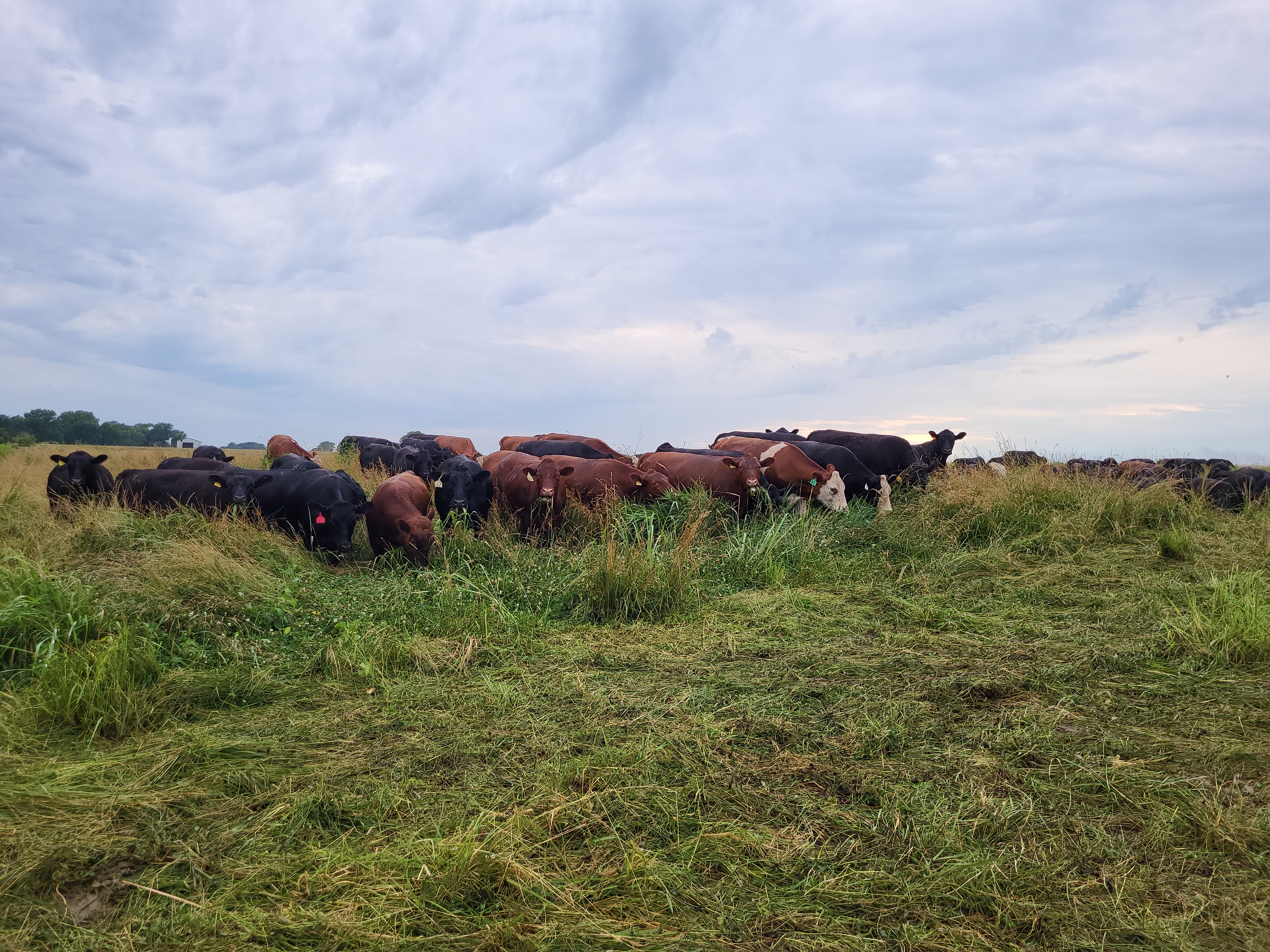 grassfed beef, grassfed steaks