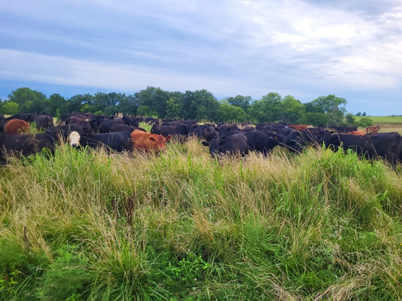 grassfed beef, grass finished, grassfed steaks