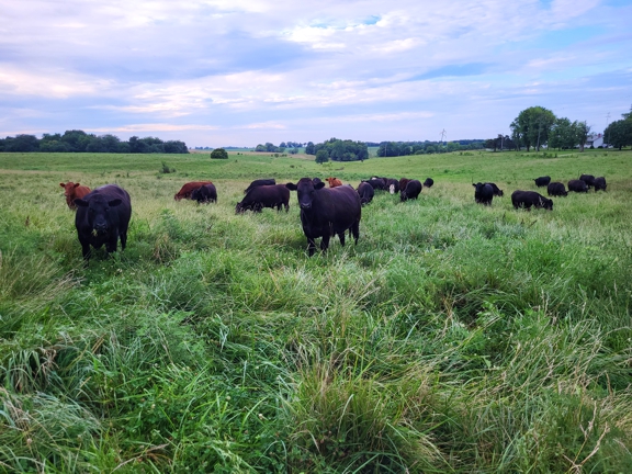 grassfed beef steaks