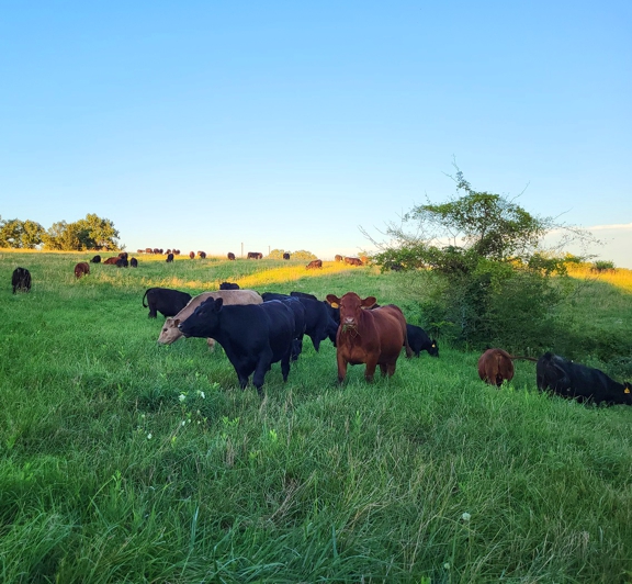 grassfed beef, grassfed steaks