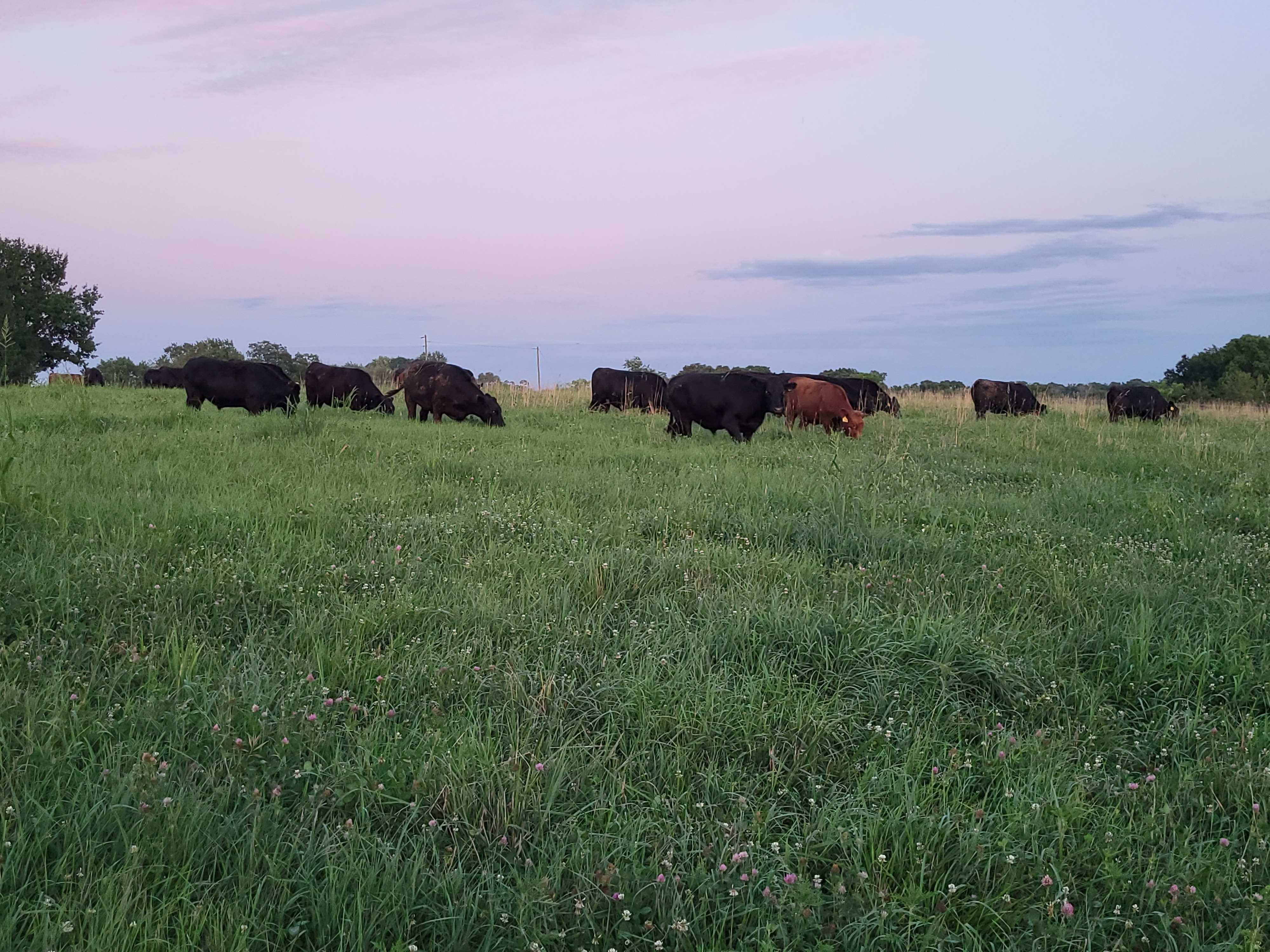 farm, cattle