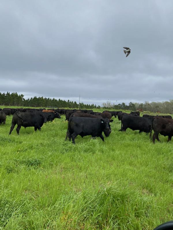 grass-fed steaks