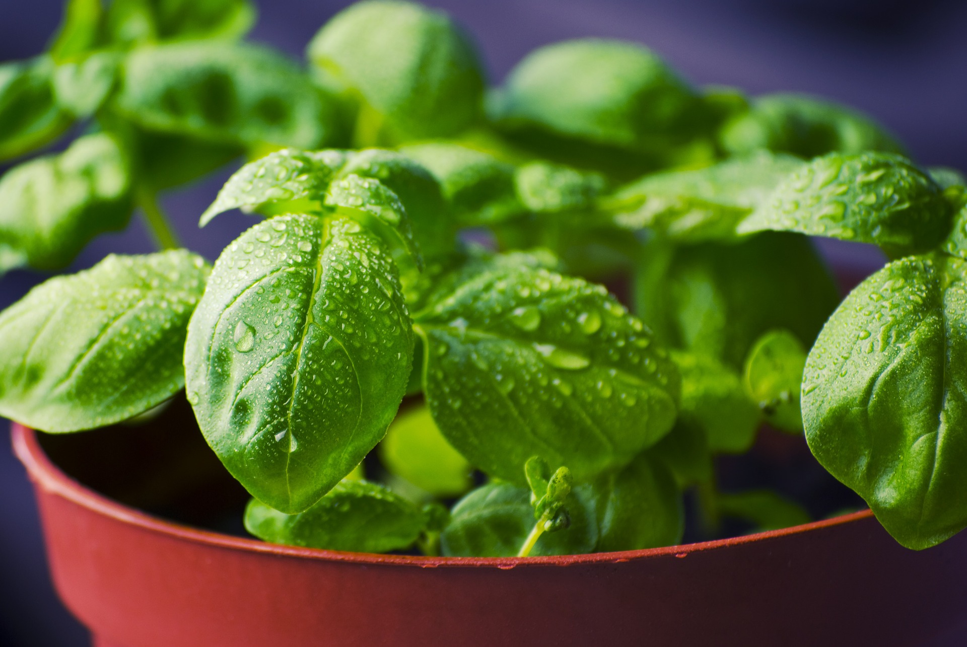 springtime herbs, basil, thyme, spring recipes