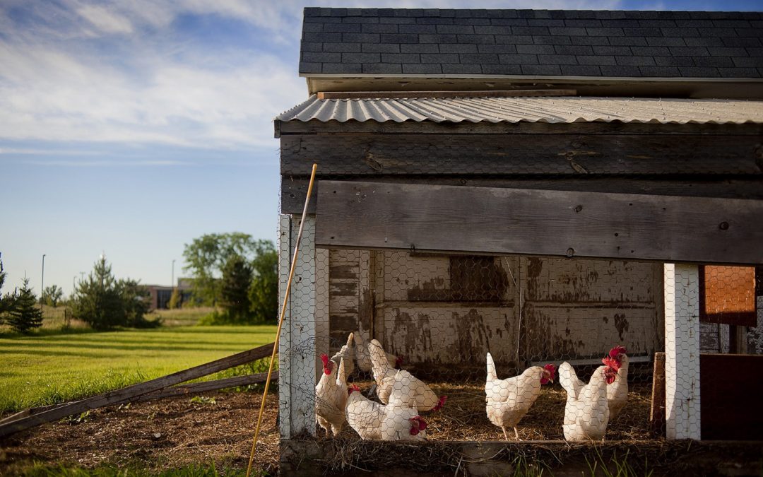 keeping chickens, chicken