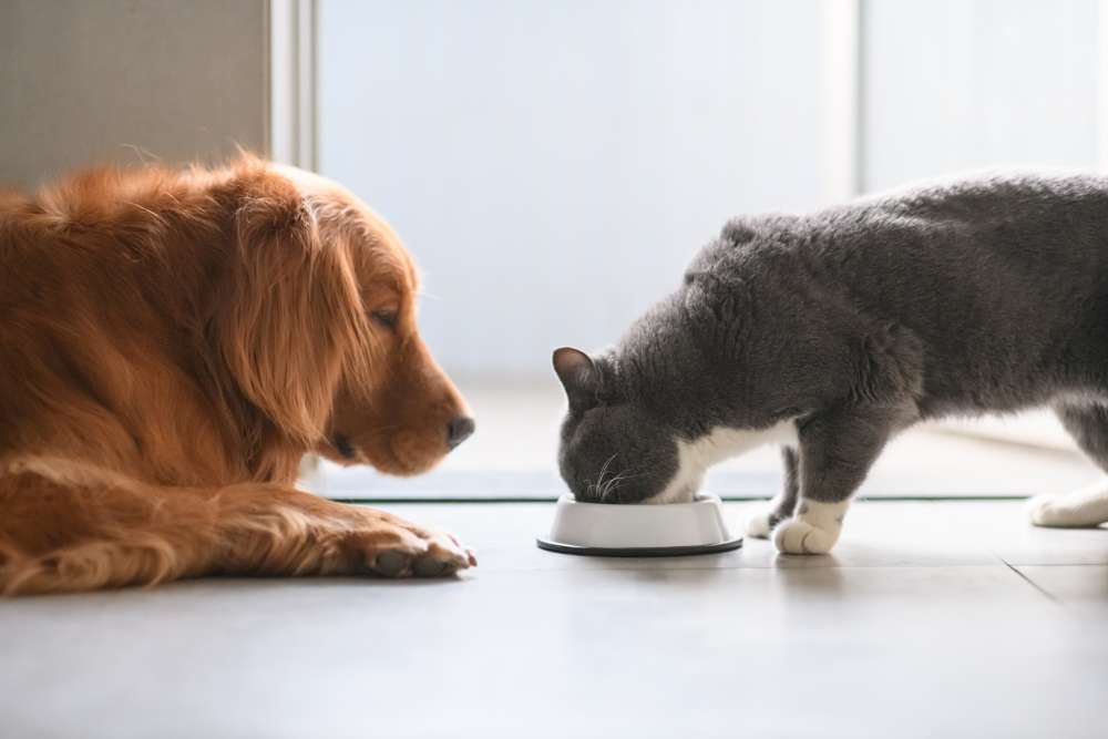 healthy food for pets