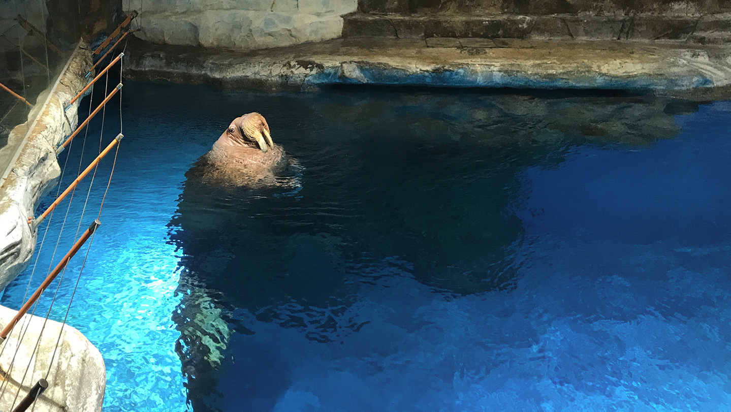 香港海洋公園（Ocean Park Hong Kong）