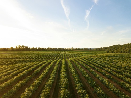 Filari e vigneti: racconto del vino e del territorio