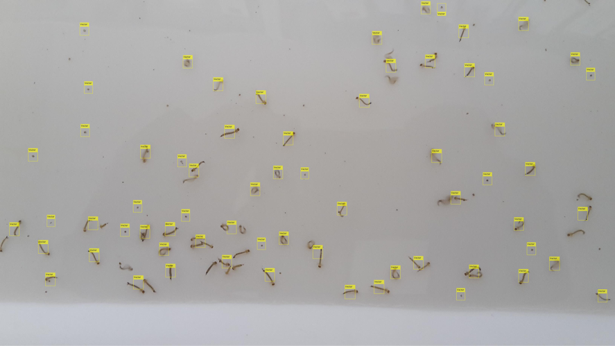 Recognition and Automatic Counting of Infectious
Diseases Transmitting Vectors
