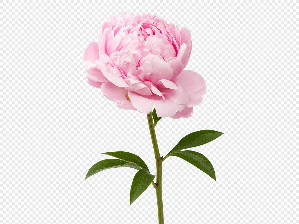 GPT Image 2: Isolated Cutout, sample 1