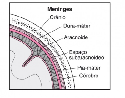 Figura ilustrando uma meninge, onde ocorre a meningite herpética