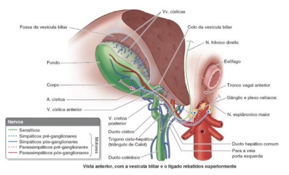 Ilustração da vesícula biliar, parte importante do tópico da anatomia das vias biliares