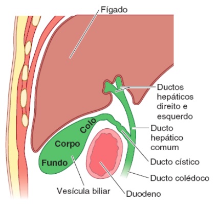 Posição normal da vesícula biliar e dos ductos biliares extra-hepáticos. Corte sagital esquemático mostrando as relações com a parte superior do duodeno.