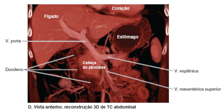 No que diz respeito às vias biliares, o duodeno está intimamente relacionado com a vesícula biliar e ampola hepatopancreatica, por isso é importante conhecermos também a anatomia do duodeno 