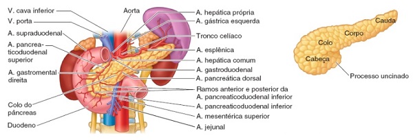 Pâncreas, outra parte importante das vias biliares, e suas relações anatômicas.
