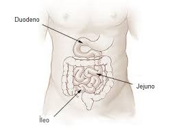 Fisiologia do trato gastrointestinal.